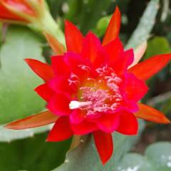 Nadir Atlas Çiçeği, Epiphyllum Bruno Foerster-Muhteşem Kırmızı Çiçek Açar-Büyük Boy-Sarkaç Kaktüs