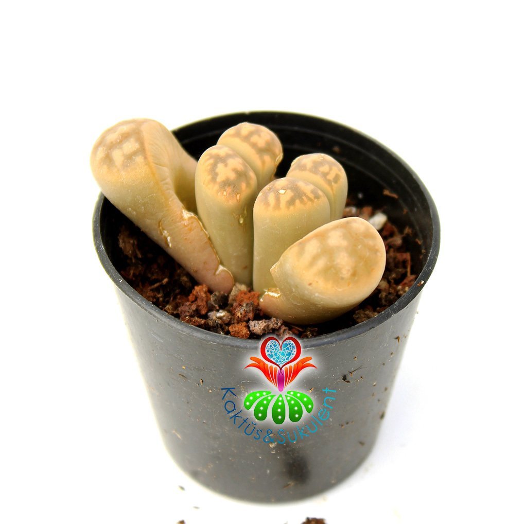 Lithops Sp. Açık Sarı Renk Parlak Yaşayan Taş Kaktüs 5,5 cm Saksıda