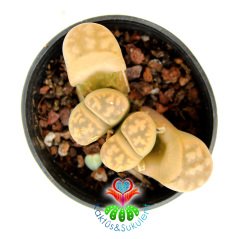 Lithops Sp. Açık Sarı Renk Parlak Yaşayan Taş Kaktüs 5,5 cm Saksıda