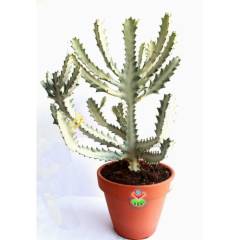 Canlı Dev Hayalet Kaktüs, Euphorbia Lactea White 60+ cm Uzunluk-17 cm Seramik Saksılı Çok Nadir Tür