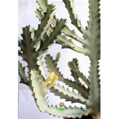 Canlı Dev Hayalet Kaktüs, Euphorbia Lactea White 60+ cm Uzunluk-17 cm Seramik Saksılı Çok Nadir Tür