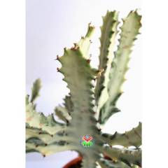 Canlı Dev Hayalet Kaktüs, Euphorbia Lactea White 60+ cm Uzunluk-17 cm Seramik Saksılı Çok Nadir Tür