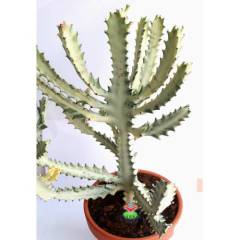Canlı Dev Hayalet Kaktüs, Euphorbia Lactea White 60+ cm Uzunluk-17 cm Seramik Saksılı Çok Nadir Tür