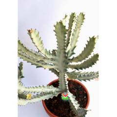 Canlı Dev Hayalet Kaktüs, Euphorbia Lactea White 60+ cm Uzunluk-17 cm Seramik Saksılı Çok Nadir Tür