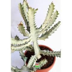 Canlı Dev Hayalet Kaktüs, Euphorbia Lactea White 60+ cm Uzunluk-17 cm Seramik Saksılı Çok Nadir Tür