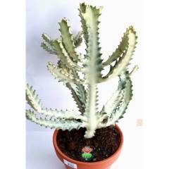 Canlı Dev Hayalet Kaktüs, Euphorbia Lactea White 60+ cm Uzunluk-17 cm Seramik Saksılı Çok Nadir Tür