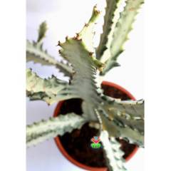 Canlı Dev Hayalet Kaktüs, Euphorbia Lactea White 60+ cm Uzunluk-17 cm Seramik Saksılı Çok Nadir Tür
