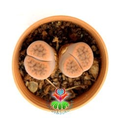 Lithops Aucampiae -Açık Kahverengi-Turuncu Renk Yaşayan Taş Kaktüs 5,5 cm Saksıda