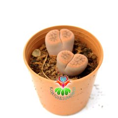 Lithops Aucampiae -Açık Kahverengi-Turuncu Renk Yaşayan Taş Kaktüs 5,5 cm Saksıda