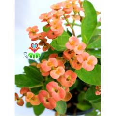Tayland İthali Euphorbia Milii Minyatür Karışık Renk Çiçekli 20 cm Saksıda-Çok Nadir- Bezsiz Doğal