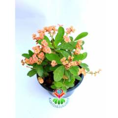 Tayland İthali Euphorbia Milii Minyatür Karışık Renk Çiçekli 20 cm Saksıda-Çok Nadir- Bezsiz Doğal