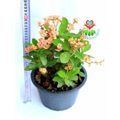 Tayland İthali Euphorbia Milii Minyatür Karışık Renk Çiçekli 20 cm Saksıda-Çok Nadir- Bezsiz Doğal