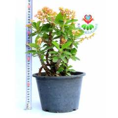 Tayland İthali Euphorbia Milii Minyatür Karışık Renk Çiçekli 20 cm Saksıda-Çok Nadir- Bezsiz Doğal