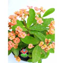 Tayland İthali Euphorbia Milii Minyatür Karışık Renk Çiçekli 20 cm Saksıda-Çok Nadir- Bezsiz Doğal