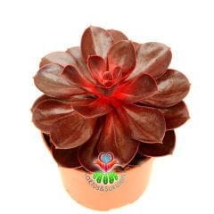 Echeveria 'Magic Red'-Doğal Kırmızı Renk Sukulent 10.5 cm Saksıda