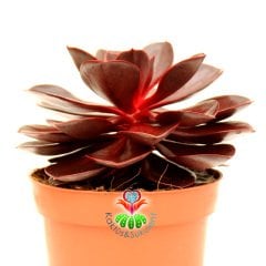 Echeveria 'Magic Red'-Doğal Kırmızı Renk Sukulent 12cm Saksıda