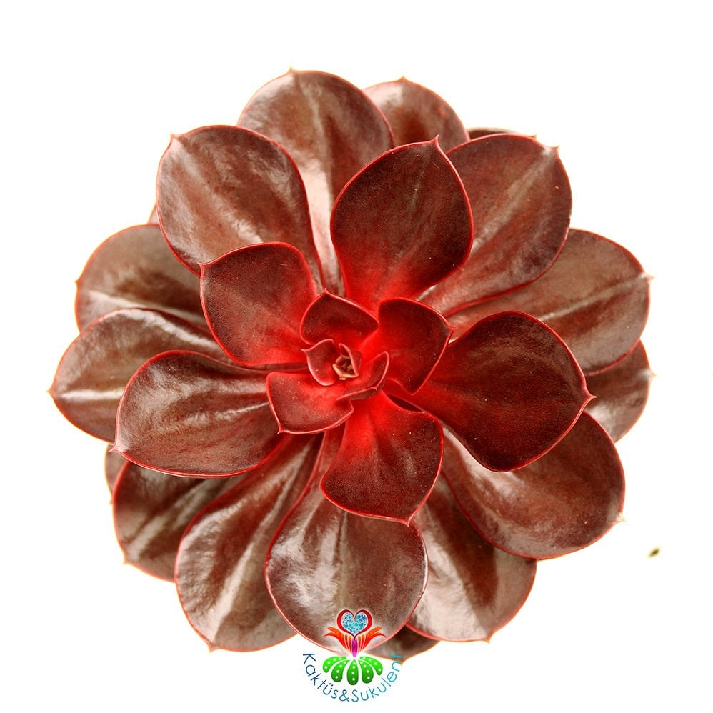 Echeveria 'Magic Red'-Doğal Kırmızı Renk Sukulent 10.5 cm Saksıda