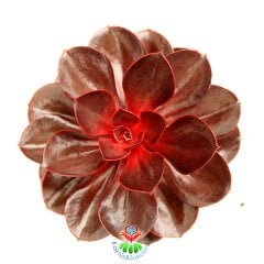Echeveria 'Magic Red'-Doğal Kırmızı Renk Sukulent 12cm Saksıda