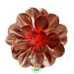 Echeveria 'Magic Red'-Doğal Kırmızı Renk Sukulent 10.5 cm Saksıda