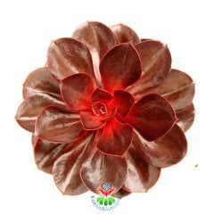 Echeveria 'Magic Red'-Doğal Kırmızı Renk Sukulent 10.5 cm Saksıda
