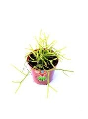 Rhipsalis Burchellii - Nadir Tür, Beyaz Çiçek Açar- 5,5 cm Saksılı