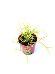 Rhipsalis Burchellii - Nadir Tür, Beyaz Çiçek Açar- 5,5 cm Saksılı