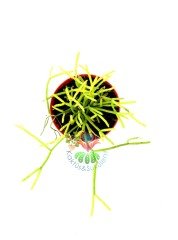 Rhipsalis Burchellii - Nadir Tür, Beyaz Çiçek Açar- 5,5 cm Saksılı