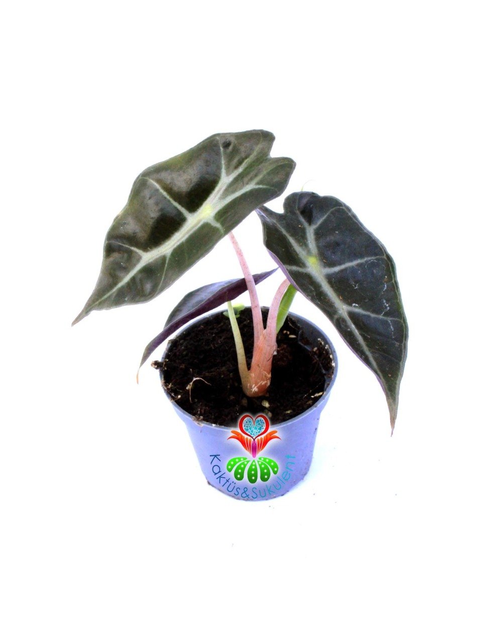 Mini Alocasia Bambino Arrow Ender Fil Kulağı Bitkisi 6 cm Saksılı
