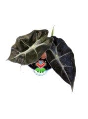 Mini Alocasia Bambino Arrow Ender Fil Kulağı Bitkisi 6 cm Saksılı