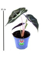 Mini Alocasia Bambino Arrow Ender Fil Kulağı Bitkisi 6 cm Saksılı