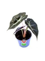 Mini Alocasia Bambino Arrow Ender Fil Kulağı Bitkisi 6 cm Saksılı