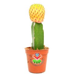Sarı-Kırmızı Renk Kaktüs, Sulcorebutia Rauschii Variegata-Aşılı-5,5cm Saksıda