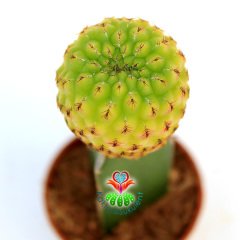 Sarı-Kırmızı Renk Kaktüs, Sulcorebutia Rauschii Variegata-Aşılı-5,5cm Saksıda