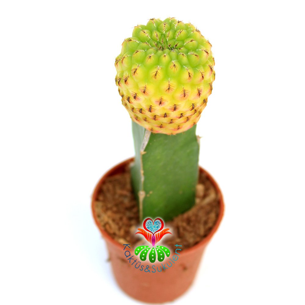 Sarı-Kırmızı Renk Kaktüs, Sulcorebutia Rauschii Variegata-Aşılı-5,5cm Saksıda