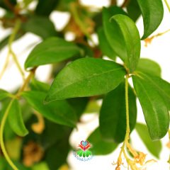 Arap Yasemini-Jasminum Sambac-Kokulu Çiçek Açar-40cm Uzunluk-8cm Saksıda