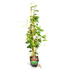 Arap Yasemini-Jasminum Sambac-Kokulu Çiçek Açar-40cm Uzunluk-8cm Saksıda