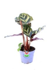 Mini Calathea Makoyana-Tavuskuşu Çiçeği-Galetya-Mükemmel Salon, Dua Çiçeği-6 cm Saksılı