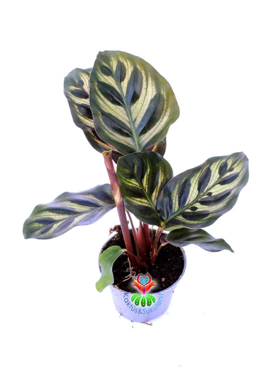 Mini Calathea Makoyana-Tavuskuşu Çiçeği-Galetya-Mükemmel Salon, Dua Çiçeği-6 cm Saksılı