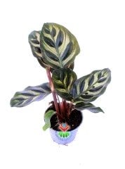 Mini Calathea Makoyana-Tavuskuşu Çiçeği-Galetya-Mükemmel Salon, Dua Çiçeği-6 cm Saksılı