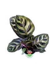 Mini Calathea Makoyana-Tavuskuşu Çiçeği-Galetya-Mükemmel Salon, Dua Çiçeği-6 cm Saksılı
