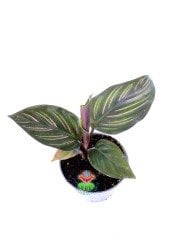 Mini Calathea Beauty Star Yıldız Güzeli-Galetya-Mükemmel Salon, Dua Çiçeği-6 cm Saksılı