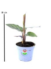 Mini Calathea Beauty Star Yıldız Güzeli-Galetya-Mükemmel Salon, Dua Çiçeği-6 cm Saksılı