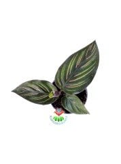 Mini Calathea Beauty Star Yıldız Güzeli-Galetya-Mükemmel Salon, Dua Çiçeği-6 cm Saksılı