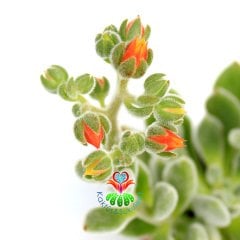 Tüylü Sukulent,Echeveria Setosa ''Mexican Firecracker''-8,5cm Saksıda-Turuncu Çiçek Açar