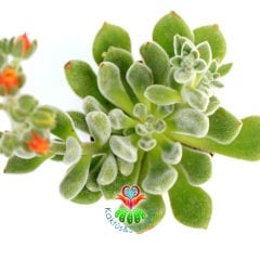 Tüylü Sukulent,Echeveria Setosa ''Mexican Firecracker''-8,5cm Saksıda-Turuncu Çiçek Açar