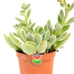 Tüylü Sukulent,Echeveria Setosa ''Mexican Firecracker''-8,5cm Saksıda-Turuncu Çiçek Açar