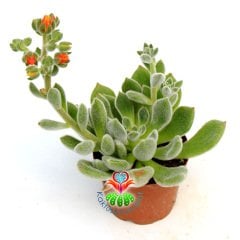Tüylü Sukulent,Echeveria Setosa ''Mexican Firecracker''-8,5cm Saksıda-Turuncu Çiçek Açar