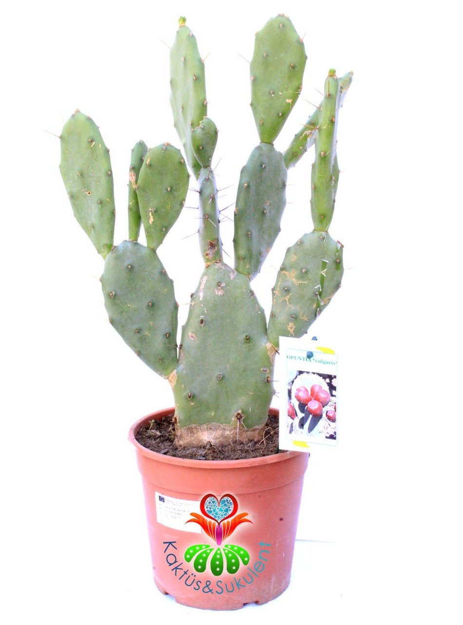 Dev Opuntia Vulgaris - 17 cm saksıda 40 cm Bitki Boyu-Meyve Veren Opuntia Türü