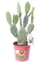 Dev Opuntia Vulgaris - 17 cm saksıda 40 cm Bitki Boyu-Meyve Veren Opuntia Türü