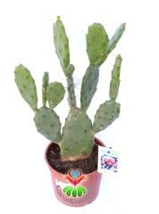 Dev Opuntia Vulgaris - 17 cm saksıda 40 cm Bitki Boyu-Meyve Veren Opuntia Türü